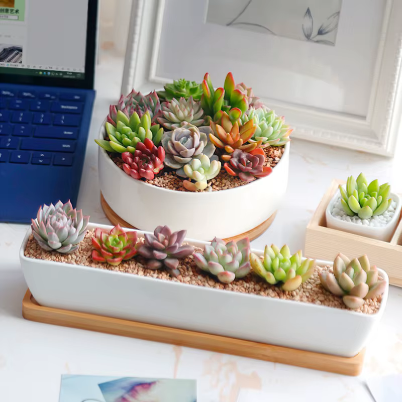 Plateau en bois maison succulente Pot Base circulaire ovale rectangulaire Pot