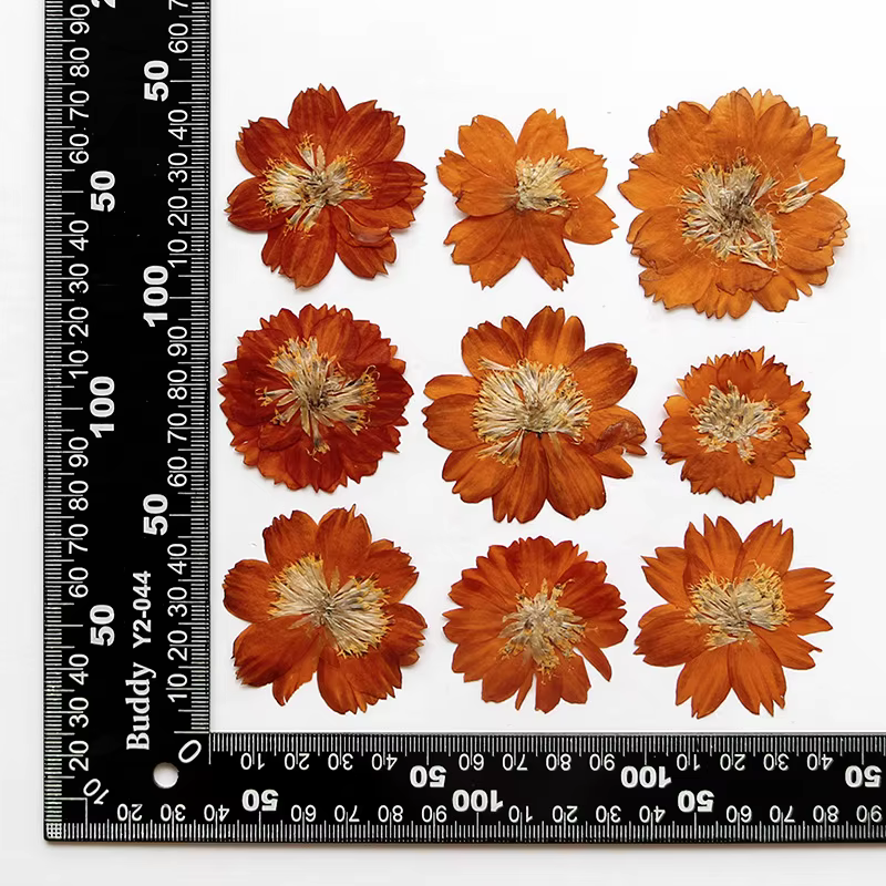 120 pièces de fleurs séchées pressées