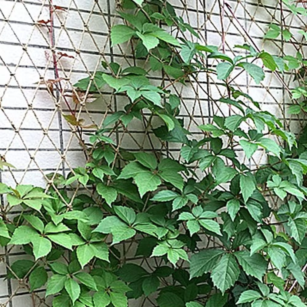 Filet de protection pour plantes et fruits grimpants
