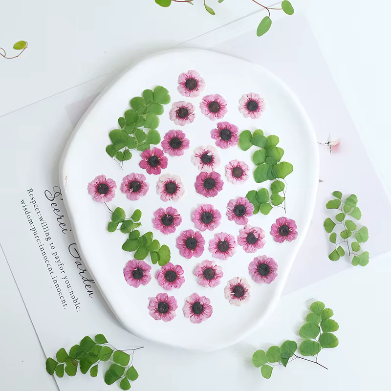 1-2cm/12pcs, Têtes de fleurs de Manuka rouges pressées