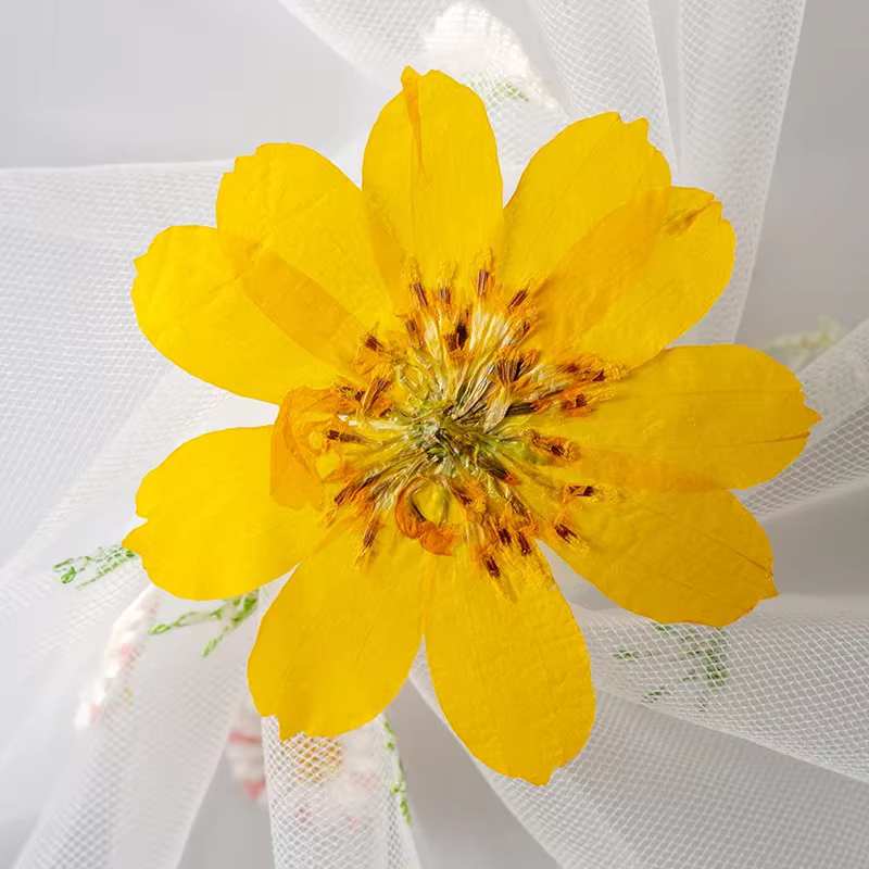Têtes de fleurs de Cosmos Sulphureus séchées et pressées
