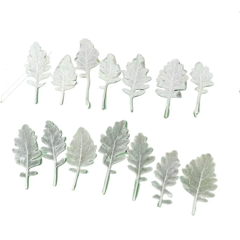 6 pièces, Herbe à chaton séchée pressée