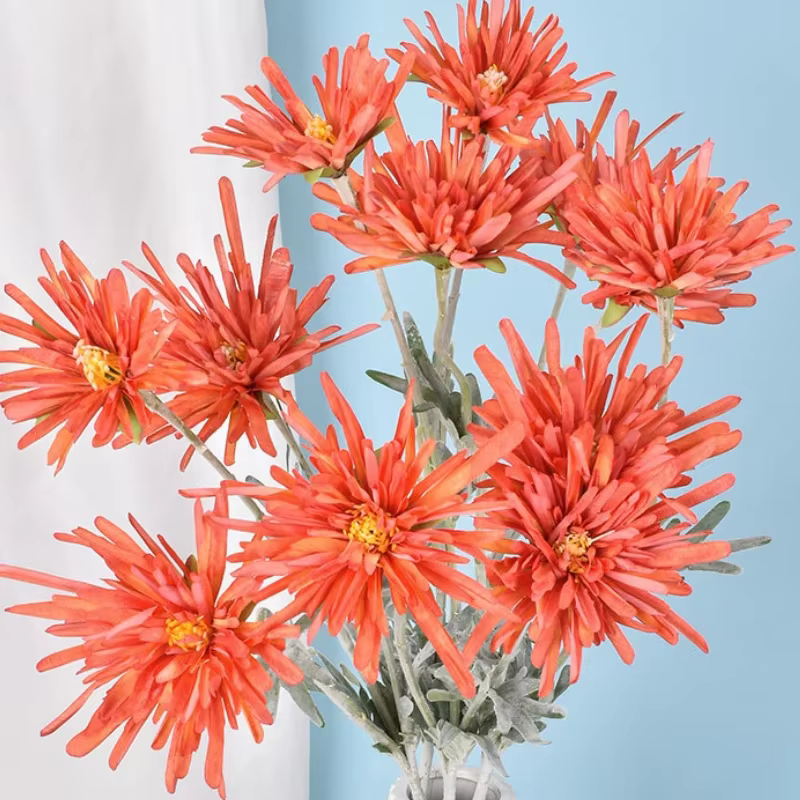 Griffe de crabe chrysanthème