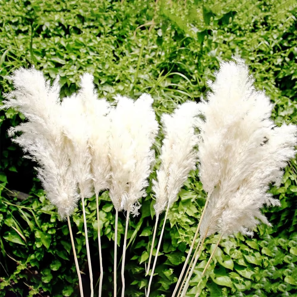 Bouquet de fleurs séchées de pampa moelleuses