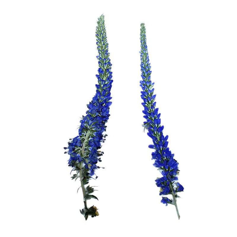 12 pièces, fleurs de lavande de Salvia violet séchées