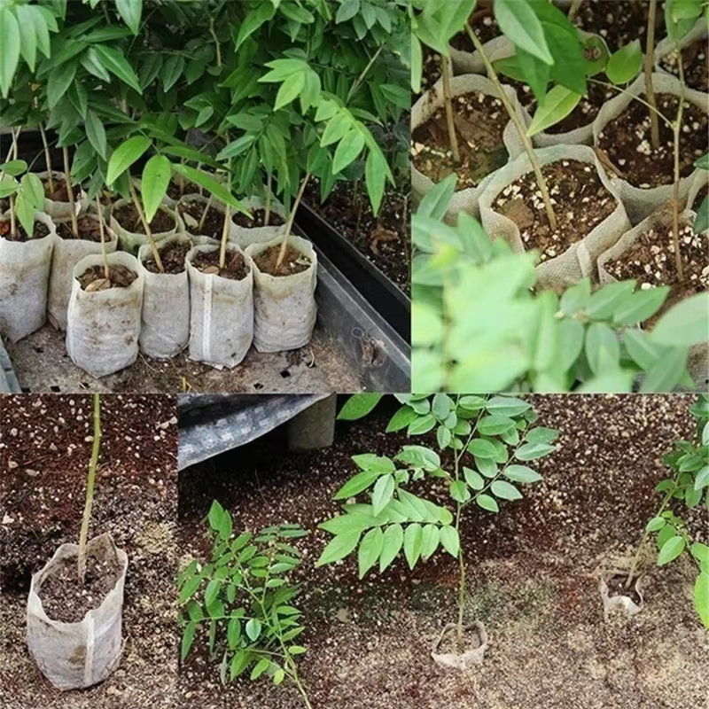 Sac de culture de plantes biodégradable