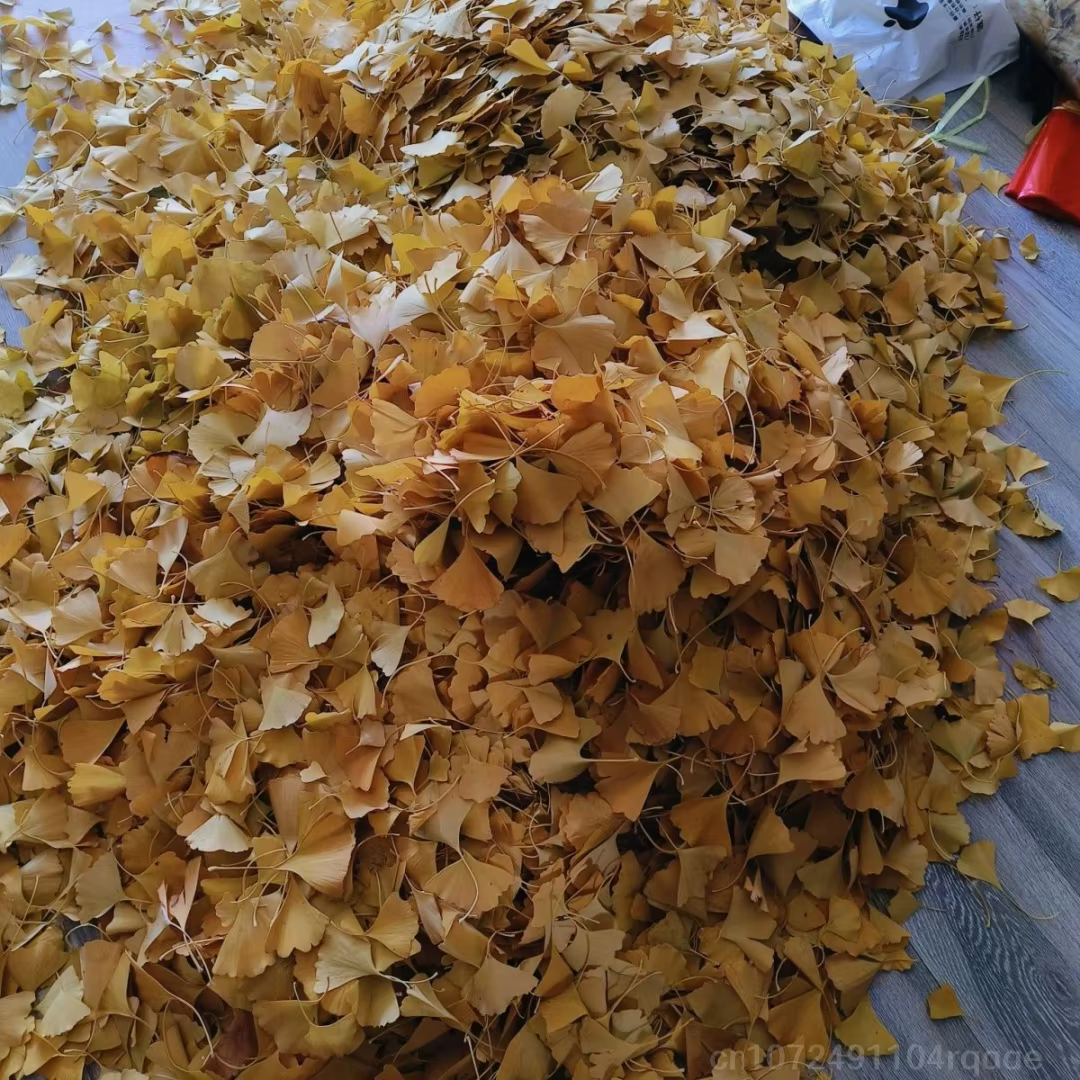 Feuilles séchées naturelles de Ginkgo Biloba