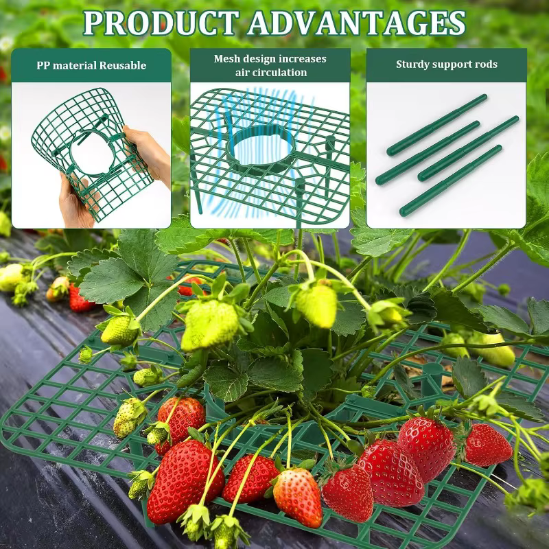 Supports pour plantes à fraises