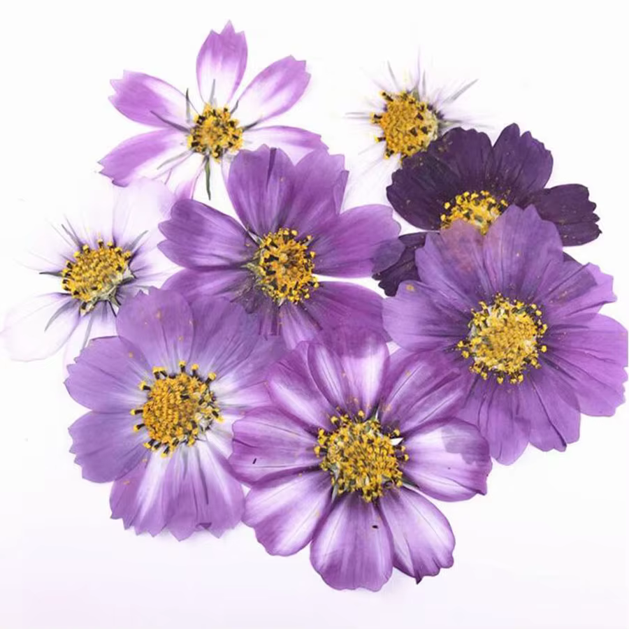 Cosmos violet de Murcia séché