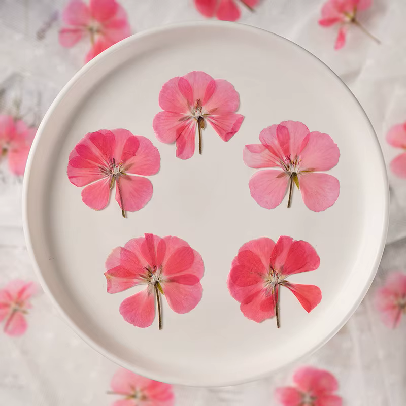 12 pièces, fleurs de géranium séchées et pressées