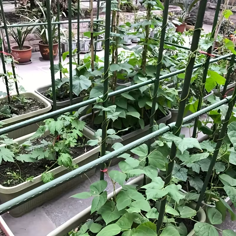 Treillis de jardinage à 20 racines pour concombres et tomates