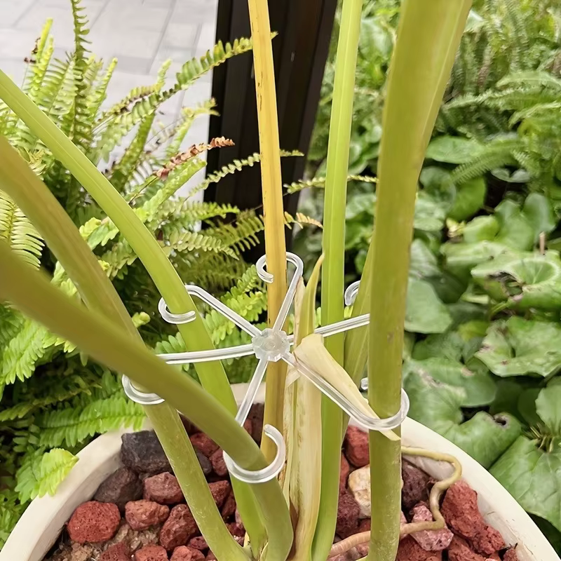 Support transparent pour plantes