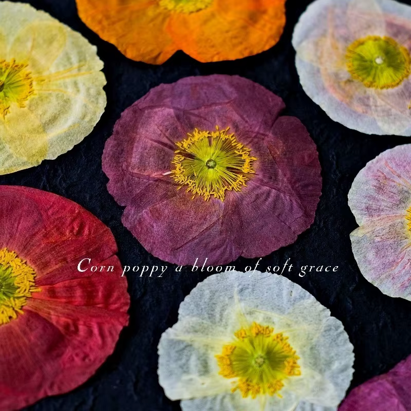 1 pièce, Fleurs de pavot de campagne naturelles séchées pressées pour DIY