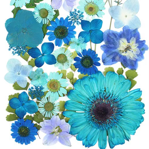 Marguerites Gerbera pressées multicolores