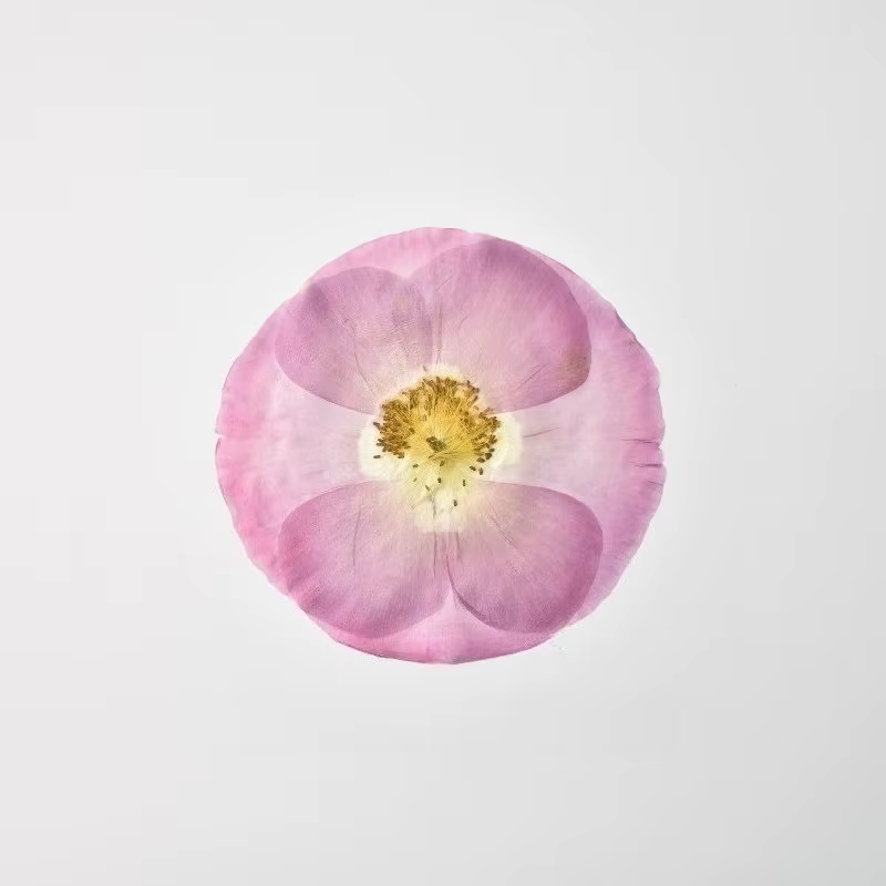 1 pièce/7-10 cm, Véritables pétales de coquelicot pressés pour cadre photo