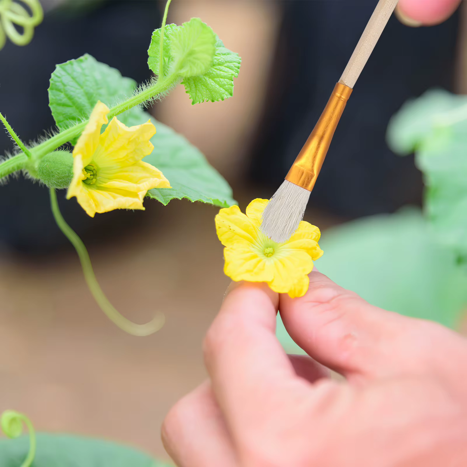 Brosse de polinisation pour plantes succulentes