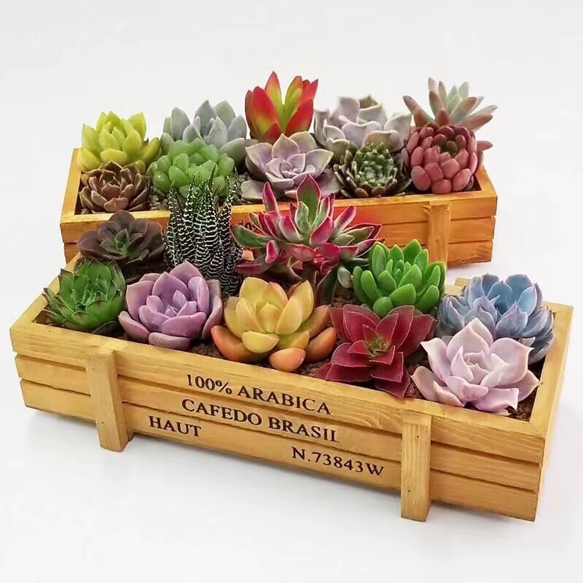 Jardinière en bois rustique pour plantes succulentes