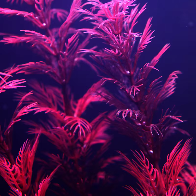 Plantes d'aquarium artificielles sous-marines multiples