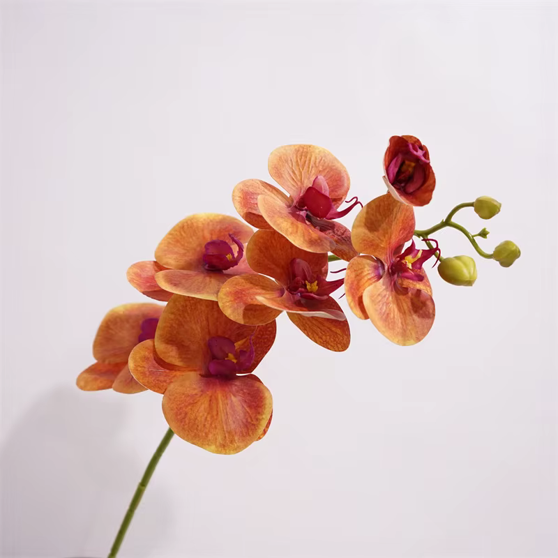 Orchidée Papillon au Toucher Réel