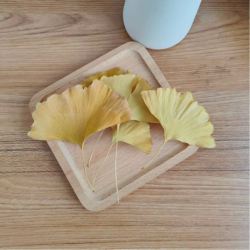Feuilles de Ginkgo Biloba séchées naturelles