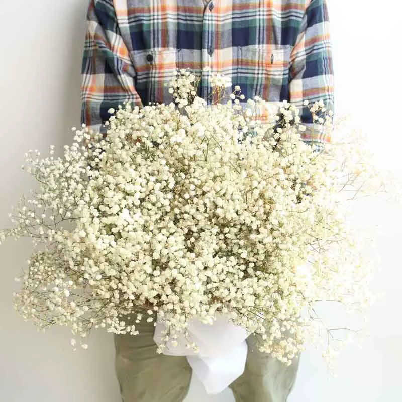 100g fleurs séchées souffle de bébé