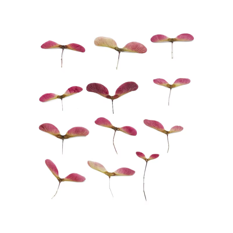 Kit de 12 fleurs de libellule pressées naturelles - Matériaux