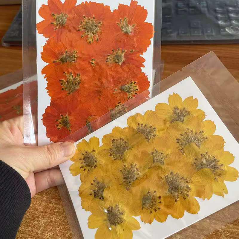 Têtes de fleurs de Cosmos Sulphureus séchées et pressées