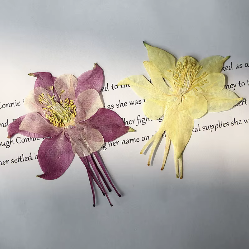 Pétales de fleurs de columbine naturelles