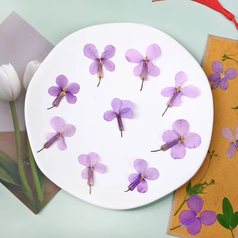 12 pièces, fleurs séchées pressées d'orchidées de février-spécimens