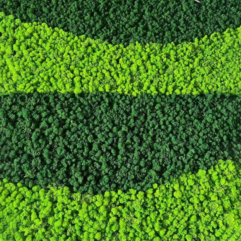100/500/1000g pas cher HI-Q vert immortel mousse plantes d'herbe artificielle fausse fleur bricolage décor pour maison
