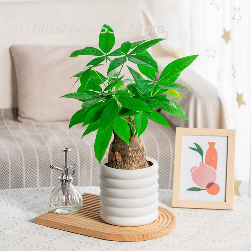 【S】Pots de fleurs d'intérieur polyvalents pour plantes et légumes