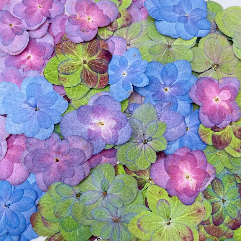 2-4cm/12 pièces, Fleurs d'hortensia pressées à double pétales