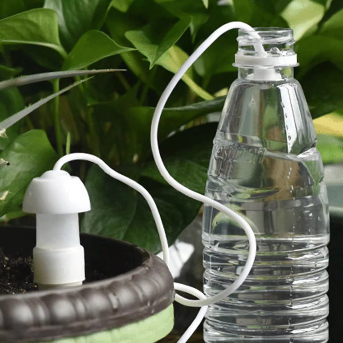 4 Piques d'arrosage automatiques en céramique pour plantes en pot