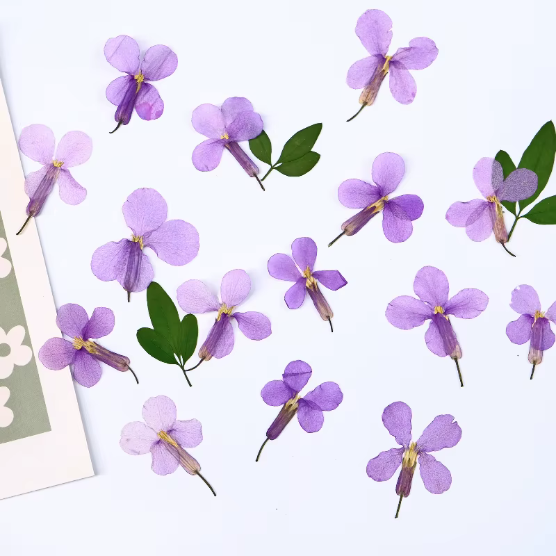 12 pièces, fleurs séchées pressées d'orchidées de février-spécimens