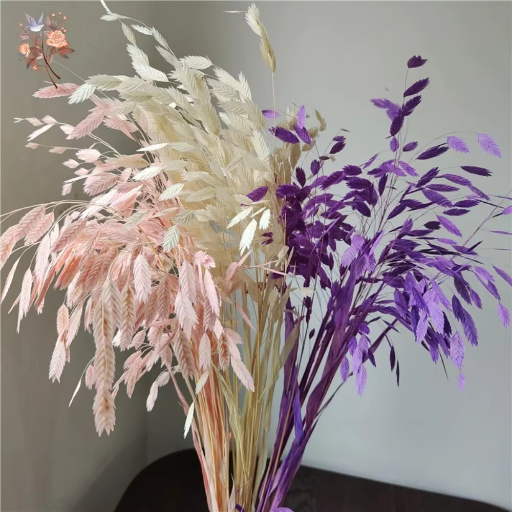 Bouquet de fleurs de Chasmanthium Latifolium séchées naturelles