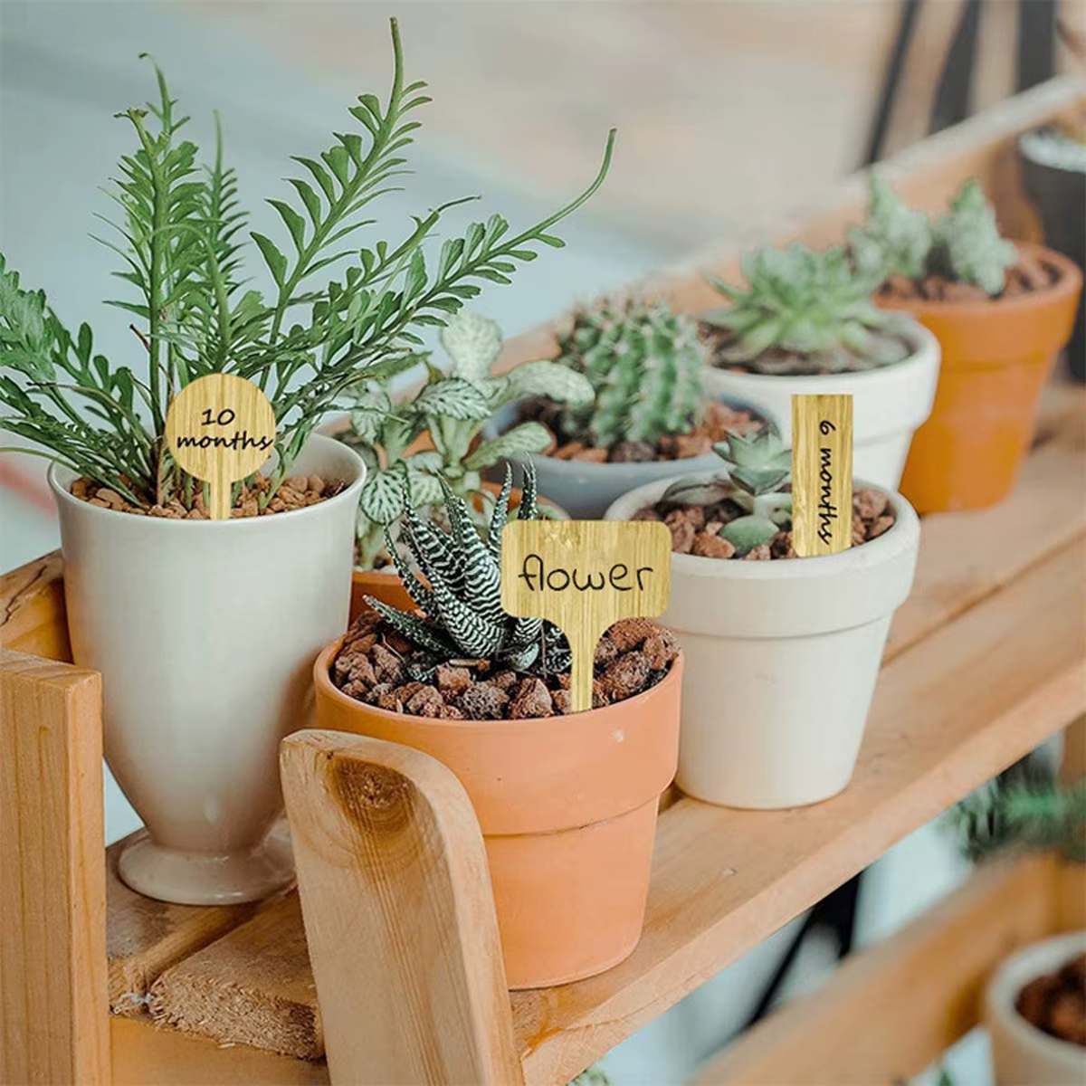 Étiquettes de plantes en bois, marqueurs de jardin multi-type en bambou, graines de bonsaï, fleur en pot, outil pour plantes succulentes, 5/50 pièces