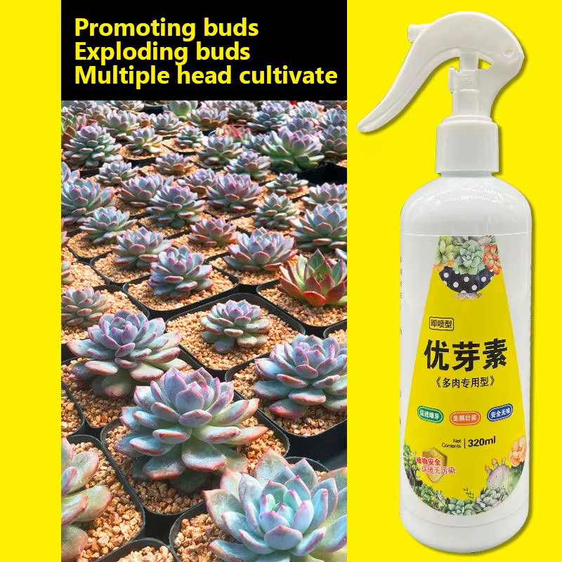 NOUVELLE plante succulente Eugenin favorise le bourgeonnement