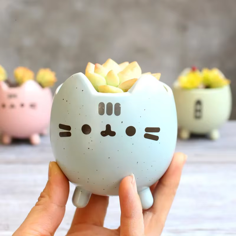 Pot de plantes succulentes avec trou