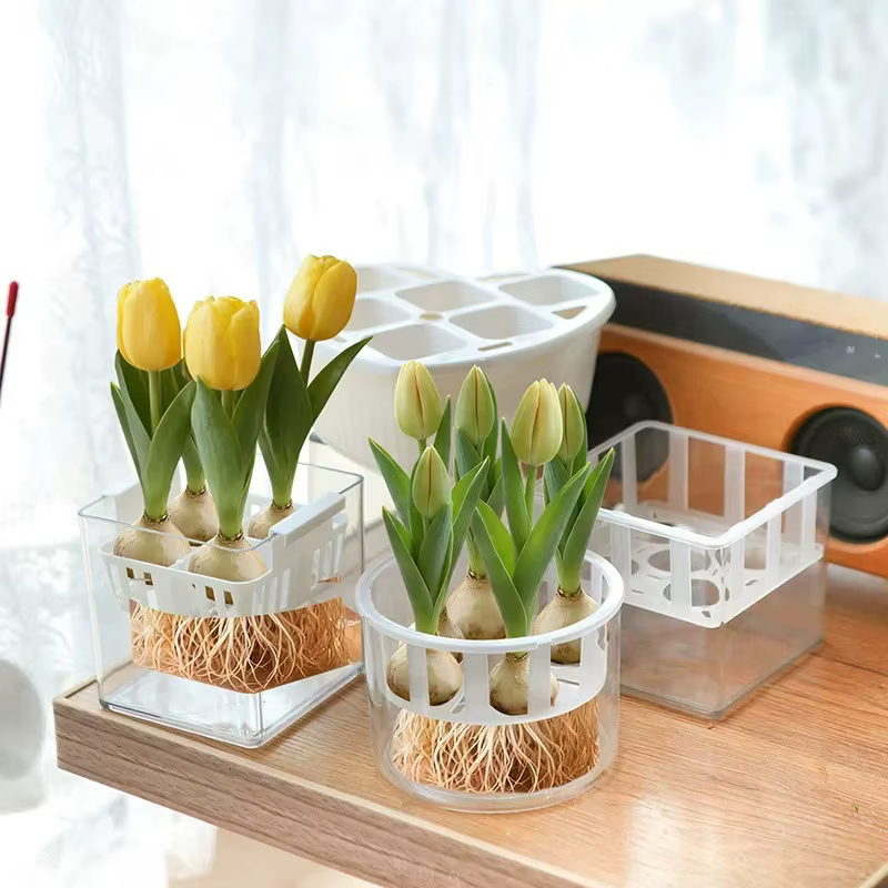 1/3 pots hydroponiques pour bulbes de tulipes