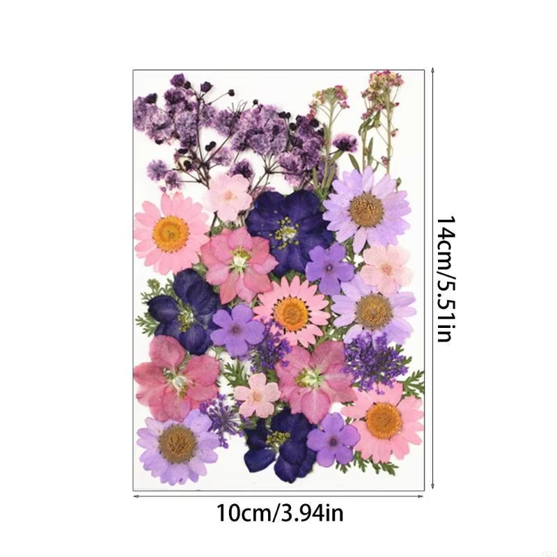D'herbes fleurs marguerite à feuilles pressées 157F