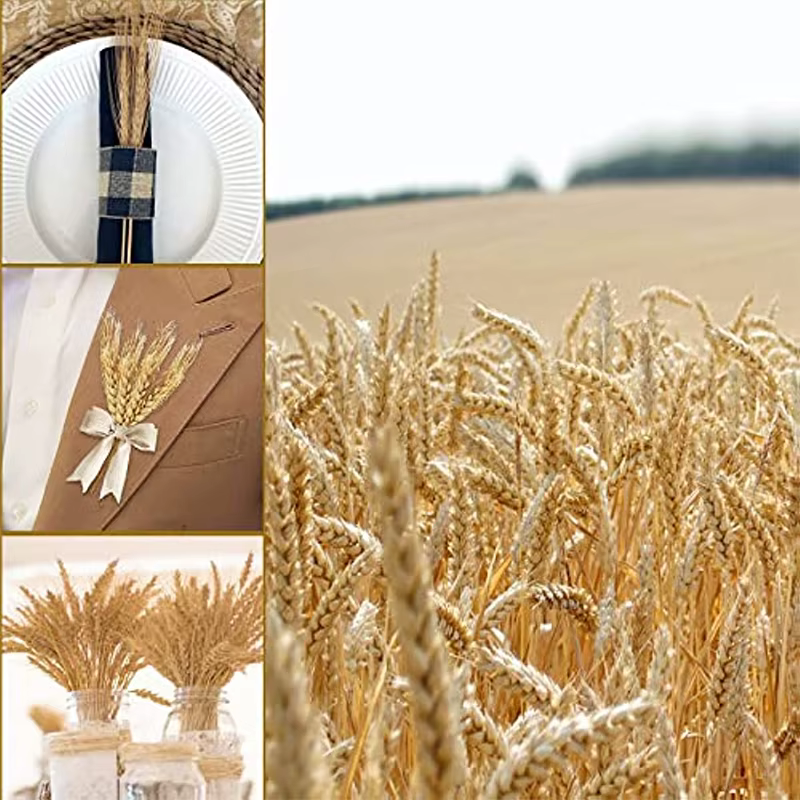 Sunks de blé séché pour la décoration de la maison