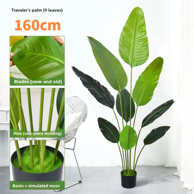 Grande plante banane tropicale de 70