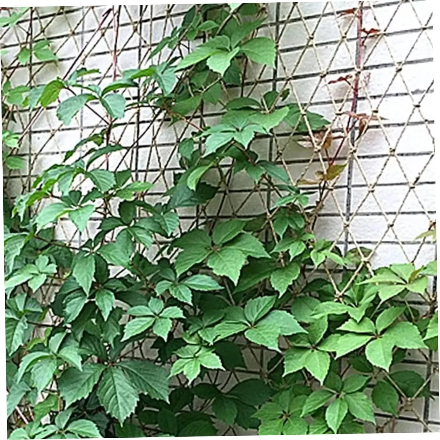 Filet en treillis de Support pour plantes