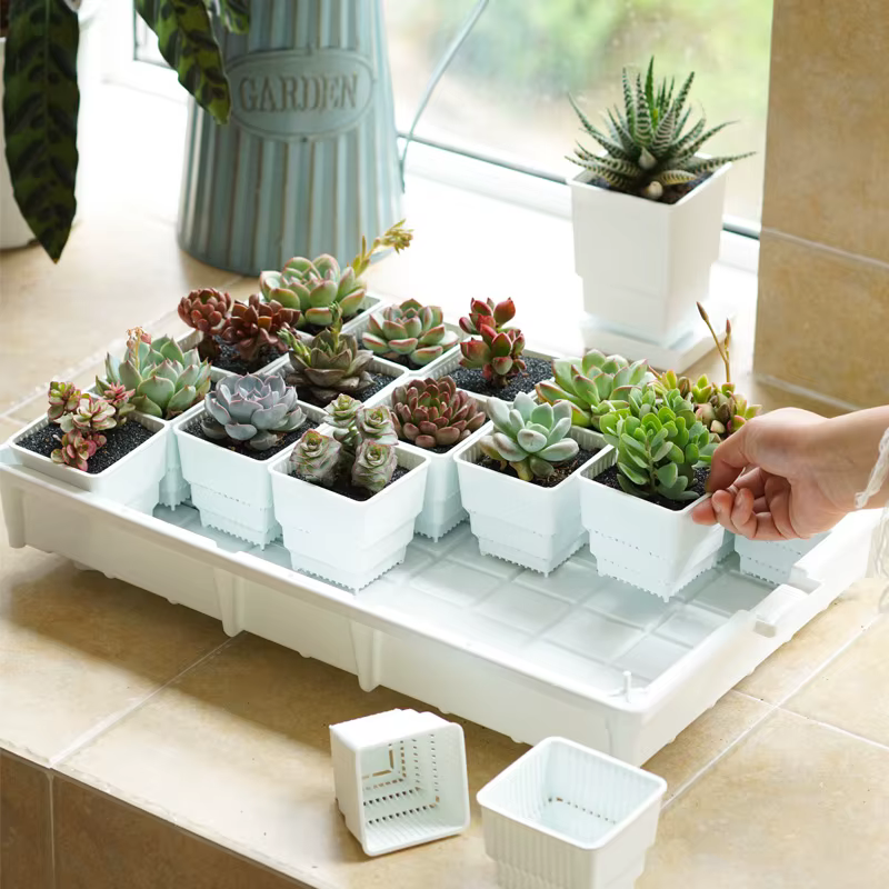 Pots succulents carrés avec bassin en escalier, jardinière de pots de fleurs, collection de vethops quantiques, décoration de la maison, 6cm