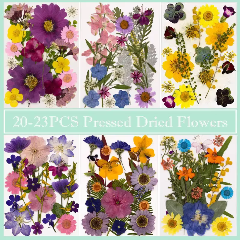 Fleurs séchées naturelles mélangées multicolores pressées pour l'art