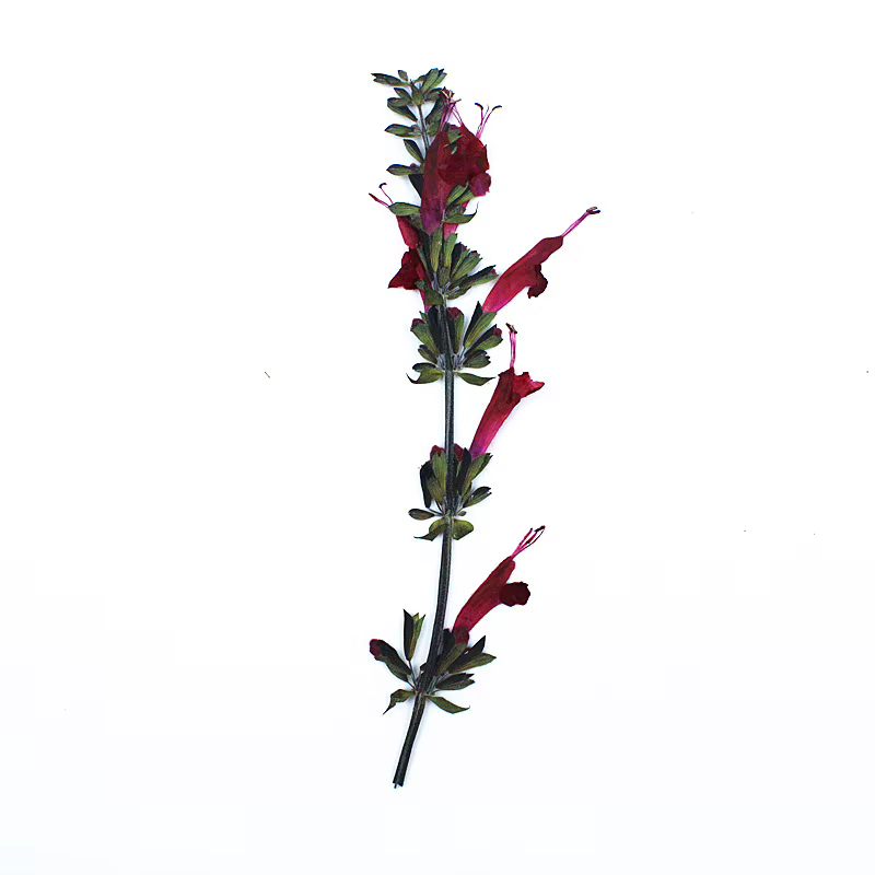 Fleur de Sauge Rouge vaccée en Relief