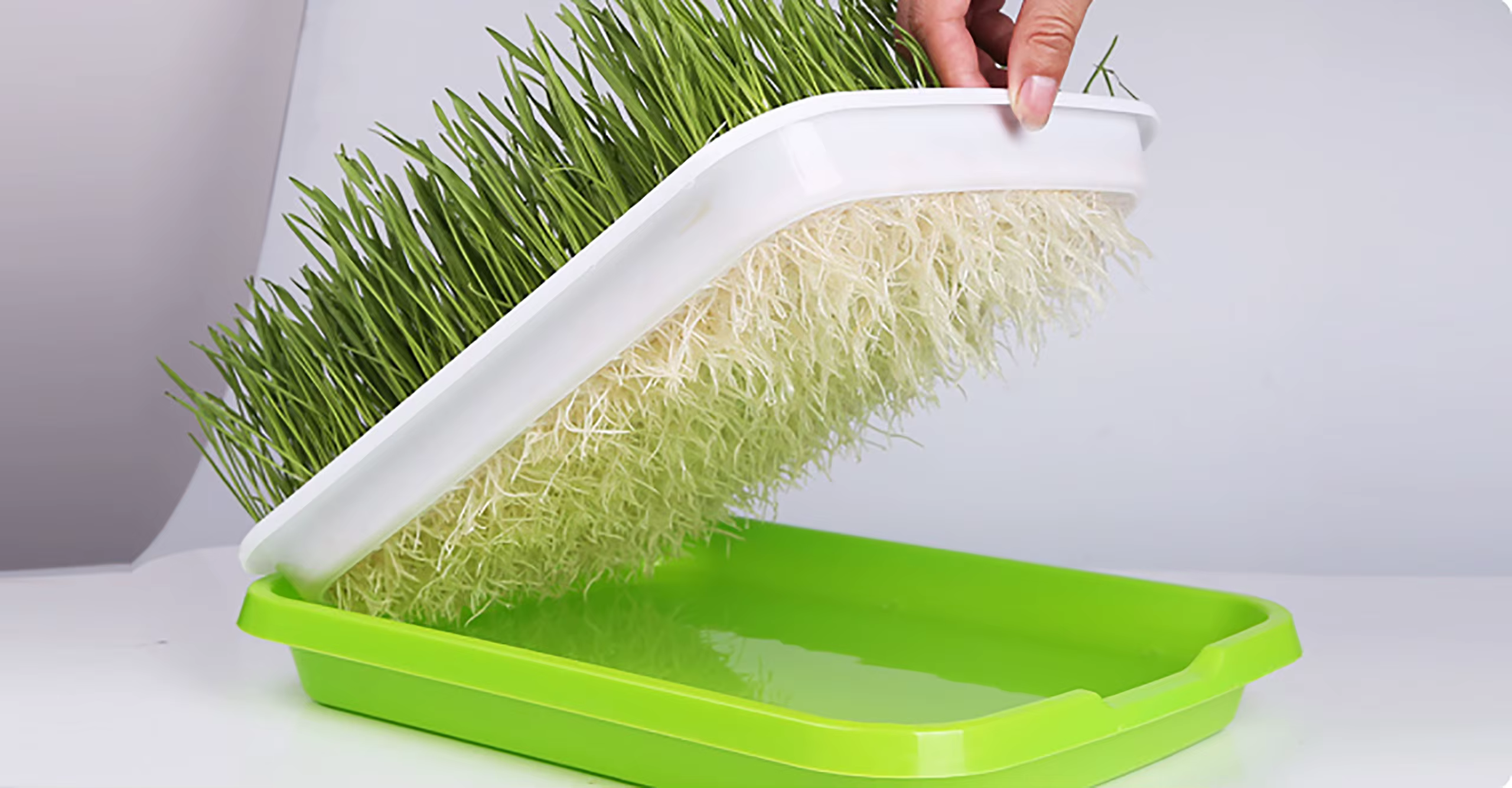 Plateau de germination