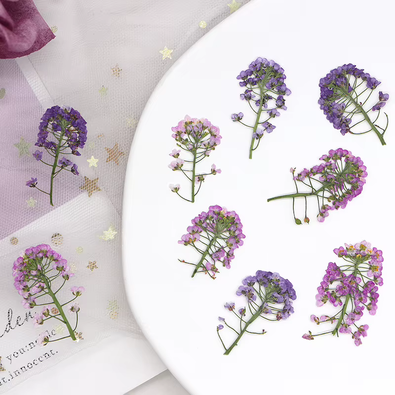 12 pièces, fleur pressée douce Alyssum naturelle
