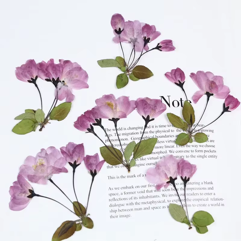 Fleur de bégonie naturelle PMurcia avec tige