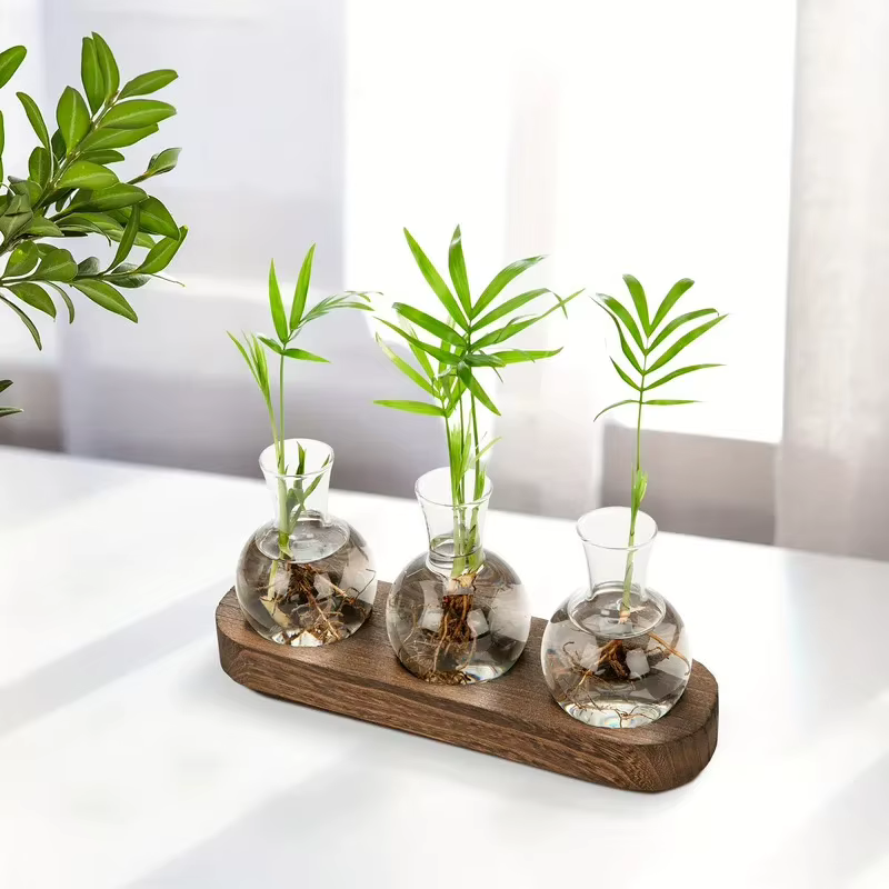 Terrarium en verre pour plantes avec plateau en bois – Pour vase hydroponique d'épandation intérieure